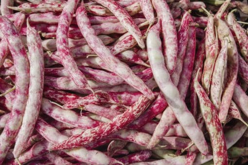 Beans Tongue of Fire