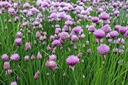 chives school garden