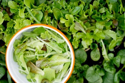 lettuce mix