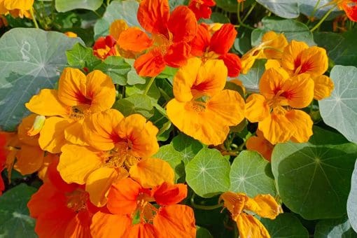 nasturtiums