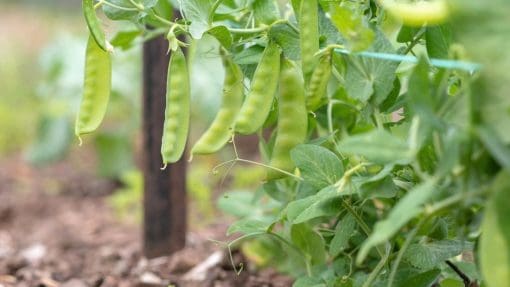 peas