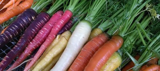 rainbow carrots
