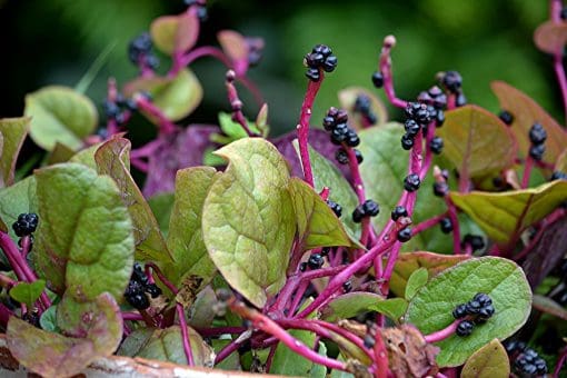 red malabar spinach