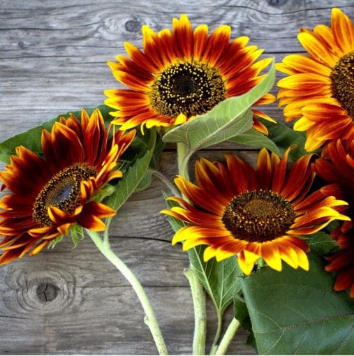 sunflowers sustainable play garden