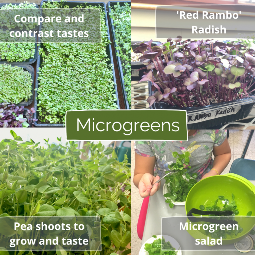 Microgreens e1632460873551