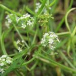 Apium prostratum flowers