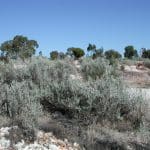 Atriplex nummularia