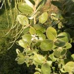 Correa alba e1596174753536