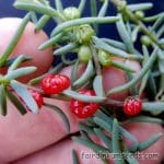 Enchylaena Tomentosa Barrier Saltbush Ruby Salt Bush Seeds