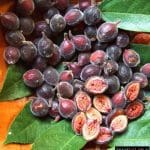 Ficus coronata Sandpaper fig 1036