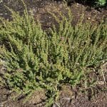Kunzea pomifera bush