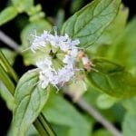 Mentha australis Melbourne Lyn Allison