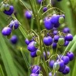 blueflax