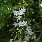 boobialla flowers