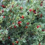 enchylaena tomentosa