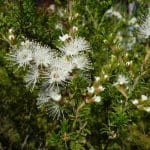 kunzea flower