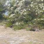 kunzea wallaby