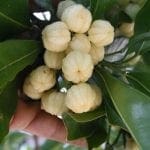 lemonaspen2
