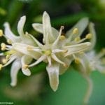 lemonaspen3