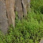mentha australis river mint 1