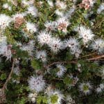 muntries flowers