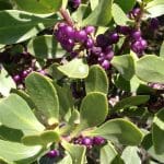 native juniper