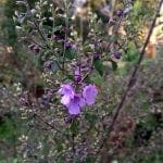 nativethyme2