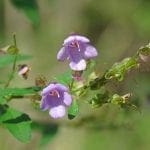 nativethyme3