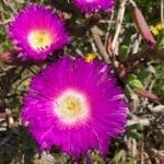 pigface