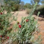 ruby saltbush