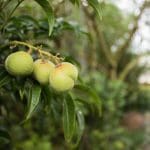 unripe tamarind