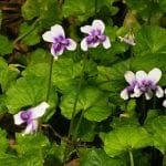 violet1