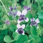 violet2