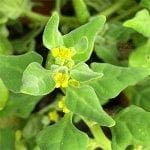 warrigal greens