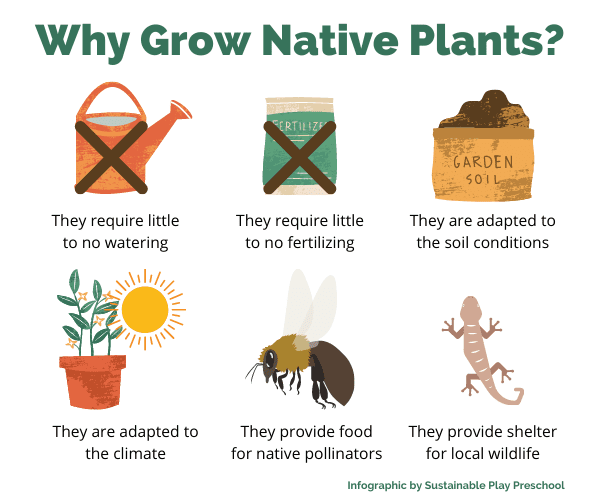 Why Grow Native Plants why grow natives