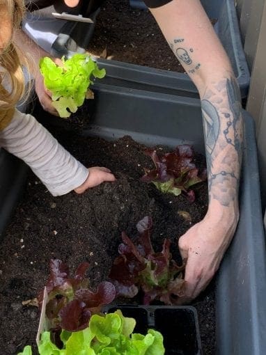 planting lettuce sustainable play preschool newcastle lake macquarie barnsley