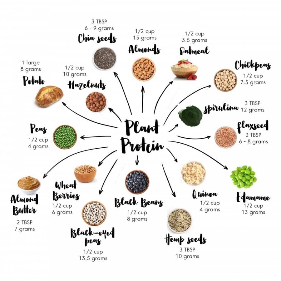 plant based protein sources