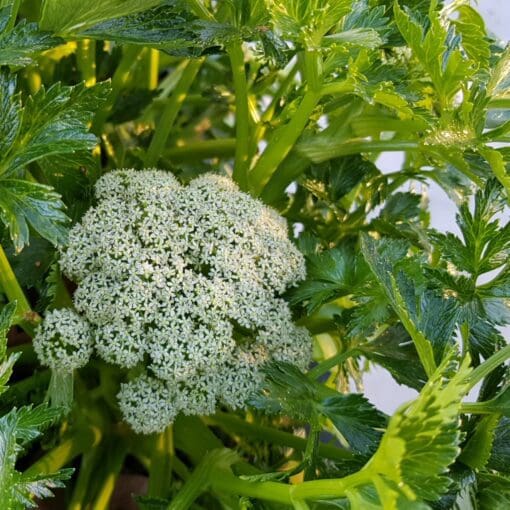 apium insulare flinders island sea celery 3