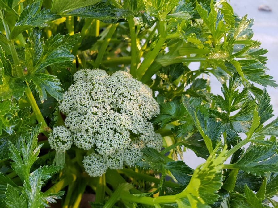 Best Edible Australian Native Plants for the School Garden (Part 2) apium insulare flinders island sea celery 3