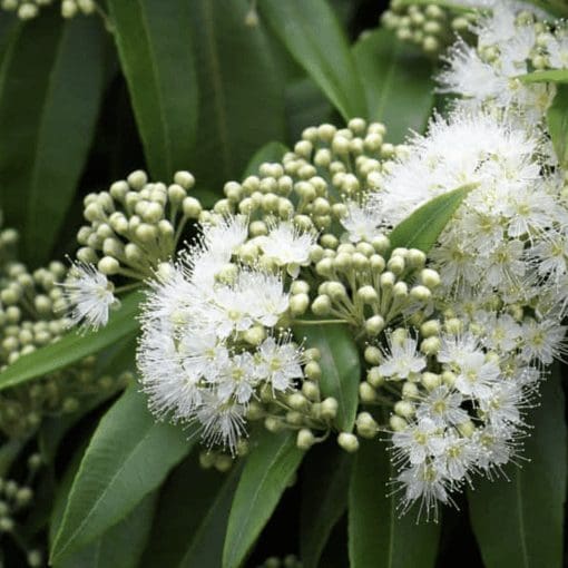 Lemon Myrtle