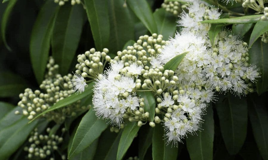 5 easy native edible plants to grow at home this Spring Lemon Myrtle