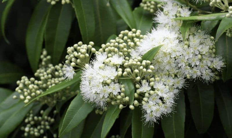 Lemon Myrtle e1738883119125